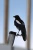 Eurasian Magpie 喜鵲 Pica pica