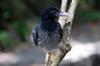 Blue Magpies 12749