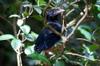 Blue Magpies 12752