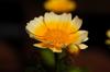 next photo: edible chrysanthemum 茼蒿 (tónghāo) Chrysanthemum coronarium