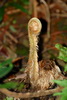 unfurling tree fern frond