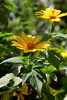 Tree Marigold, Mexican Sunflower 王爺葵 Tithonia diversifolia