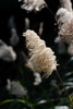 seeding grass flower