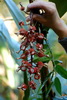 open seeds of Shell ginger 月桃 Alpinia zerumbet