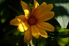 Tree Marigold, Mexican Sunflower 王爺葵 Tithonia diversifolia