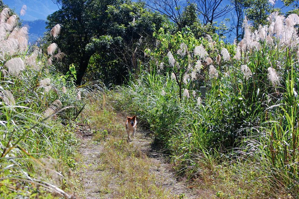 Feitsui walk DSC_0277