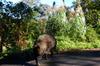 mountain boar on leash