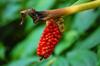 next photo: elephant ear fruit 菇婆芋 (gū pó yù) Alocasia acrorrhie