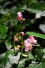 Begonia 秋海棠 (qiūhǎitáng) flower