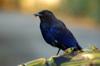 Formosan Whistling-Thrush 台灣紫嘯鶇 (táiwān zǐ xiào dōng) Myophonus insularis with snack