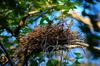 Magpie nest above Road 2