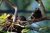 next photo: young Formosan blue magpies 台灣藍鵲 (táiwān lán què) Urocissa caerulea