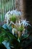 next photo: Poison bulb 文殊蘭 (wénshū lán) Crinum asiaticum