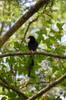 Taiwan Blue Magpie 台灣藍鵲 (táiwān lán què) Urocissa caerulea