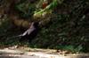 Formosan whistling thrush 台灣紫嘯鶇 (táiwān zǐ xiào dōng) Myophonus insularis