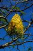 Golden Shower Tree 阿勃勒 Cassia fistula