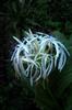 Poison bulb 文殊蘭 Crinum asiaticum