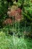 Silver grass, Sword grass 五節芒 Miscanthus floridulus (Labill.) Warb. ex