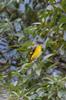 female gray-chinned Minivet 灰喉山椒鳥 Pericrocotus solaris