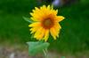 next photo: sunflower