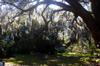 sun through the Spanish moss at 11528