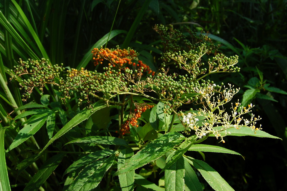 Walk above Wulai 13368