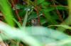 next photo: Dusky Fulvetta 頭烏線 (tóu wū xiàn) Alcippe brunnea