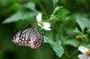 Chestnut Tiger 青斑蝶 Parantica sita niphonica in flowering Bidens pilosa 咸豐草