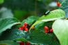 iridescent beetle in solanum