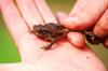 Rice field frog, Indian Rice Frog, Cricket Frog 澤蛙, 田雞, 水雞, 沼蛙 Rana limnocharis limnocharis