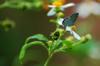 endemic Tongeia hainani 台灣黑燕蝶 in flowering Bidens pilosa 咸豐草