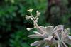 flowering mother-of-pearl 石蓮花 (shí liánhuā) Graptopetalum paraguayense