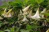 next photo: Jimson Weed, angel's trumpet 曼陀羅, 喇叭花 Datura suaveolens