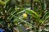 flowering acacia