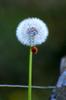 next photo: dandelion 蒲公英 (púgōngyīng) taraxacum seed