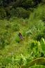 next photo: walking through clearcut fields