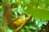 Gray-cheeked Fulvetta 繡眼畫眉 Alcippe morrisonia