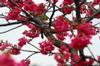 White eye in the cherry blossoms