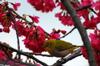 White eye in the cherry blossoms