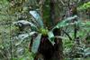 Bird's Nest Fern