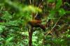 Gray-sided Laughing Thrush 竹鳥 Garrulax caerulatus