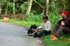 Greg and the Orchid Hunter on the XiKeng Forest Road 西坑林道