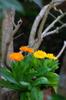 next photo: garden calendula 金盞花 blooms