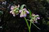 next photo: Comfrey 康復力 Symphytum officinale flowering in the garden