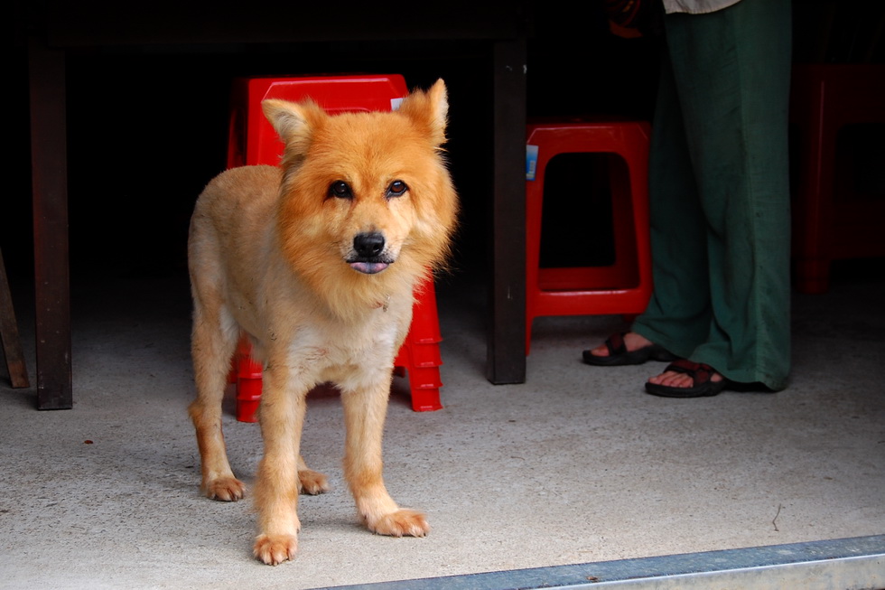 Miaoli 苗栗 16204