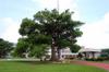 a thousand year old camphor in the elementary school yard