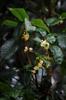 budding Night Blooming Jasmine 夜來香 Cestrum nocturnum ?