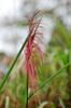 seeding Chinese Silvergrass 芒草 Miscanthus sinensis