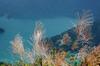 grass above the Feitsui Reservoir 翡翠水庫