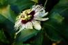 flowering passion fruit 百香果 Passiflora edulis vine flower